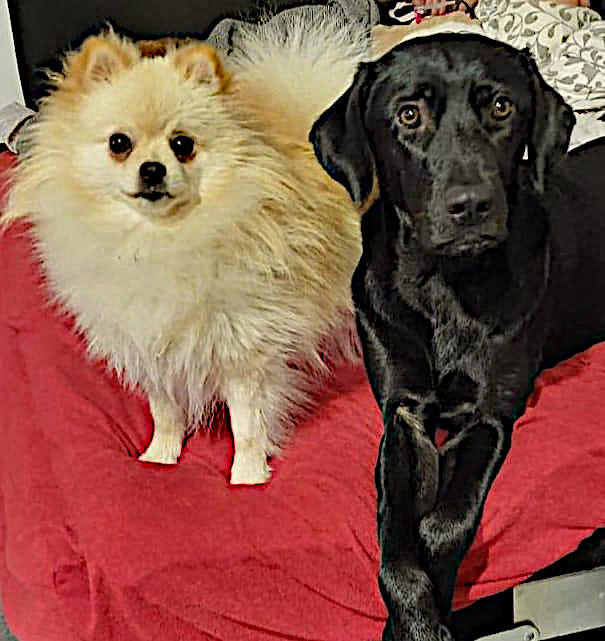 Stella ist die Nachfolgerin von Bantu